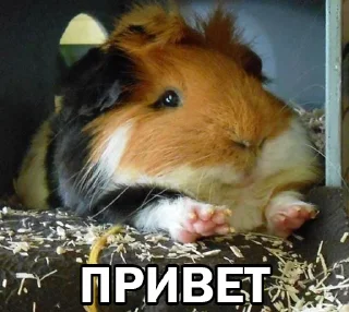Sticker from Морские свинки @BrHobbitgames