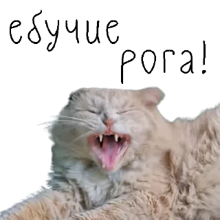 😡 emoji коты ишачат на заводе Telegram sticker 13 of 34