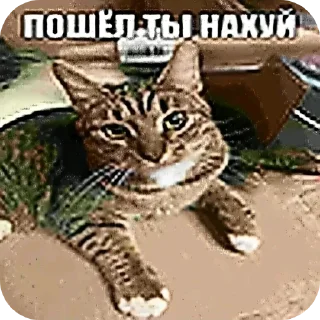 🐱 emoji PIZDES @Brutswick Telegram sticker 15 of 120