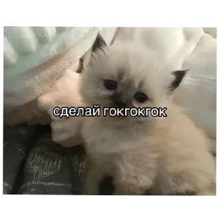 Sticker from наглые котики:@Crazy7_Mega7_Hell1984