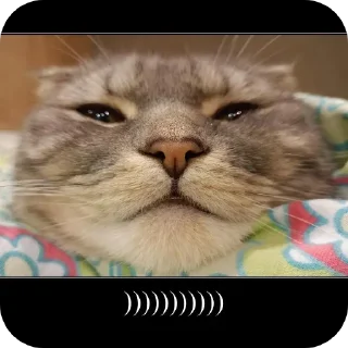 🐱 emoji Чат Telegram sticker 11 of 11