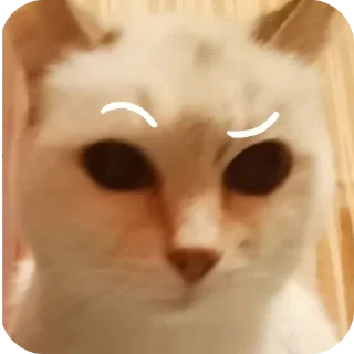 🤨 emoji Крутая Белочка /@akyrkaa Telegram sticker 21 of 102