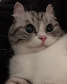 🌟 emoji чипи чипи чапа чапа Telegram sticker 16 of 32