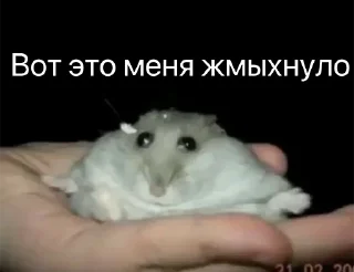 😵‍💫 emoji Хомычи Telegram sticker 10 of 19