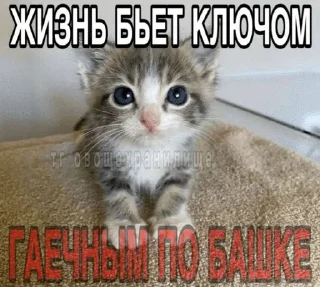 Sticker from котятки