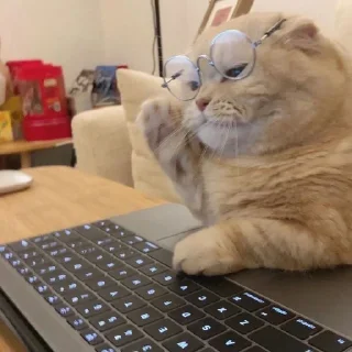 Sticker from Котики в очках