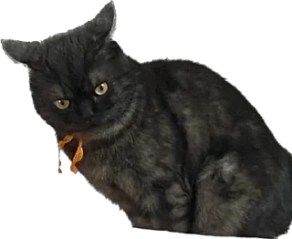 🤔 emoji Kotik Gibson Telegram sticker 23 of 37