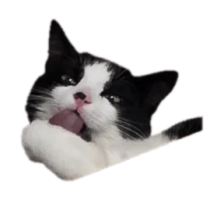 Sticker from Kotik