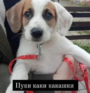 🌟 emoji огурец помидор салат Telegram sticker 12 of 40