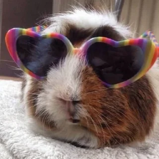 🕶️ emoji Морские свинки Telegram sticker 5 of 68