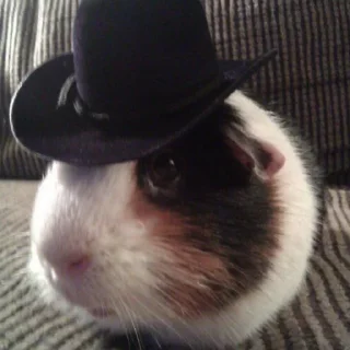 🎩 emoji Морские свинки Telegram sticker 23 of 68