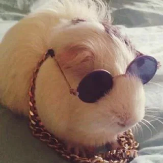 🕶️ emoji Морские свинки Telegram sticker 19 of 68