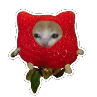 🍓 emoji catss Telegram sticker 10 of 91
