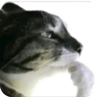 Sticker from Tik Tok memes