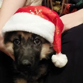 🎅 emoji Кошка and Балу Telegram sticker 20 of 23