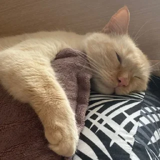 😴 emoji Форсик Telegram sticker 15 of 25
