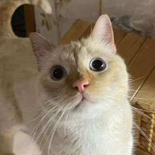 🥺 emoji Форсик Telegram sticker 10 of 25