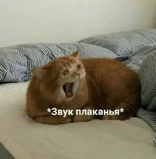 😭 emoji Няш Telegram sticker 5 of 12