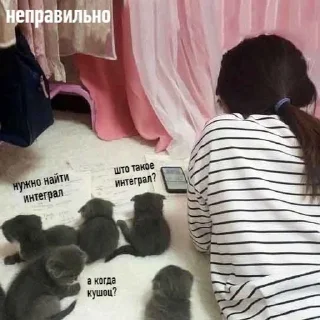 Sticker from Это вы - котики