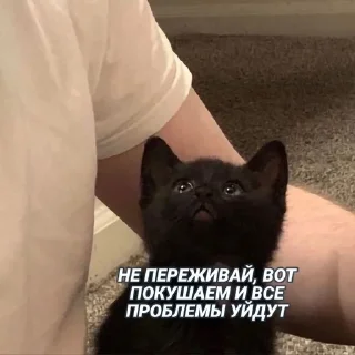 Sticker from Это вы - котики
