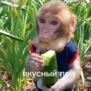 🌟 emoji Разни пон Telegram sticker 6 of 50