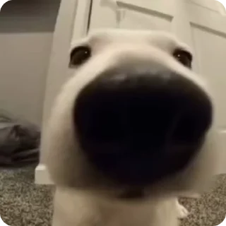 😉 emoji рандом стики | Telegram sticker 24 of 107
