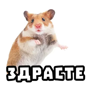 👋 emoji Хомяки @stickernayaa Telegram sticker 11 of 25