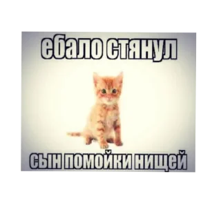 Sticker from Коты на каждый день
