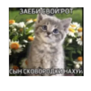 Sticker from Коты на каждый день