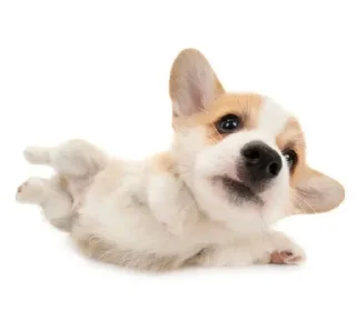 🐶 emoji babayka💗👾 Telegram sticker 5 of 31