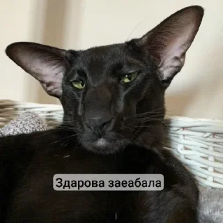 🫥 emoji מצצת? Telegram sticker 2 of 120