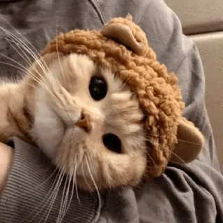 🐱 emoji Котеки Telegram sticker 13 of 99