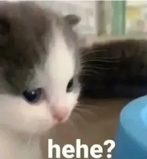 🐱 emoji Котеки Telegram sticker 24 of 99