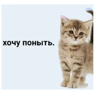 Sticker from Котеки