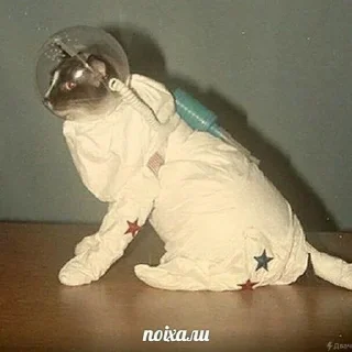 🚙 emoji Коты на каждый день 😼 Telegram sticker 23 of 107