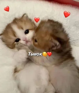 💕 emoji кітулі від хорі №2 Telegram sticker 8 of 51