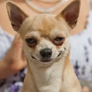 😏 emoji chiwawa Telegram sticker 18 of 101