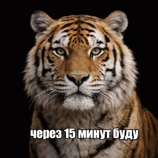🌟 emoji Дикие кошки | marty Telegram sticker 11 of 20