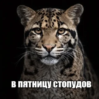 🌟 emoji Дикие кошки | marty Telegram sticker 19 of 20