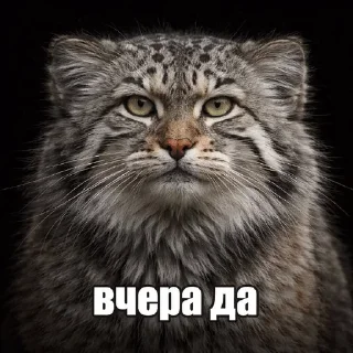 🌟 emoji Дикие кошки | marty Telegram sticker 17 of 20