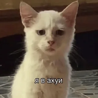 😯 emoji Кис кис Telegram sticker 19 of 94