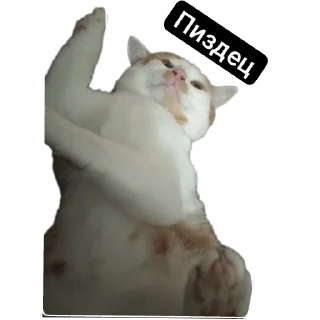 Sticker from Кот Кузя чееек