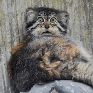 😨 emoji Manul Telegram sticker 22 of 71