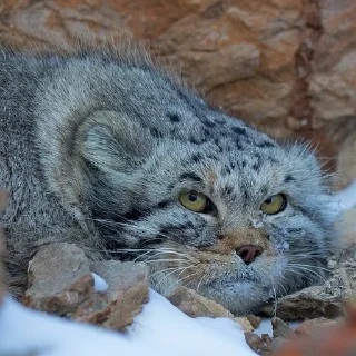 👀 emoji Manul Telegram sticker 18 of 71