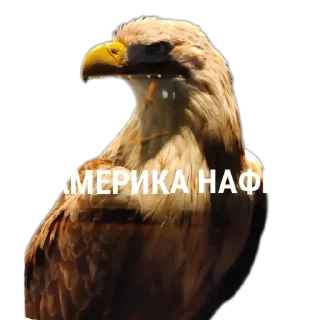 🦅 emoji MEM-ROFL-ANIME-SIGMA (stikers Telegram sticker 5 of 120