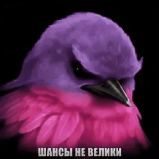 🌟 emoji Птiчкэ😱 by w1zz Telegram sticker 24 of 120