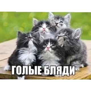 😁 emoji друзьяшки курседа Telegram sticker 5 of 23