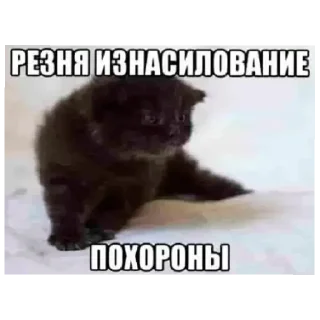 😰 emoji друзьяшки курседа Telegram sticker 4 of 23