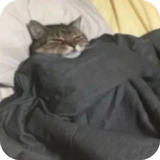 🐱 emoji Сталкер Telegram sticker 5 of 13
