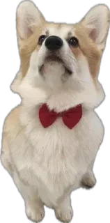 🌟 emoji Charlie’s Mood Pack Telegram sticker 24 of 94